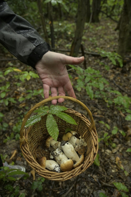 22-champignons-022-2-3568